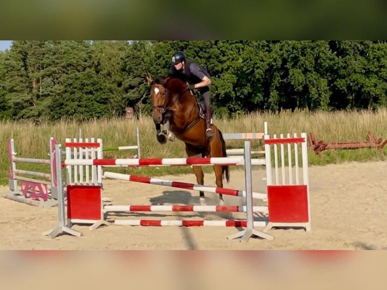 Hannoveriano Caballo castrado 6 años 179 cm Castaño in Schwanewede