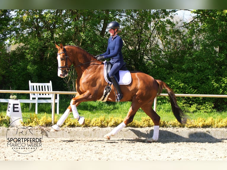 Hannoveriano Caballo castrado 6 años 180 cm Alazán-tostado in Versmold