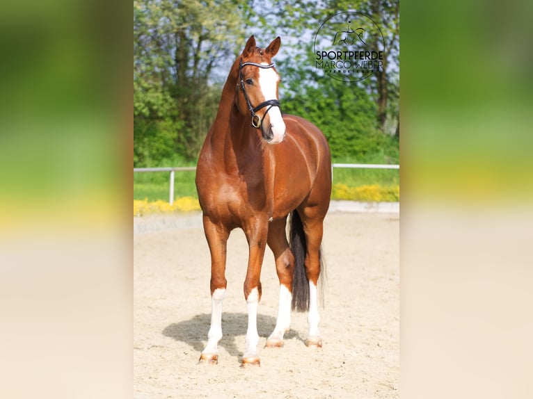 Hannoveriano Caballo castrado 6 años 180 cm Alazán-tostado in Versmold