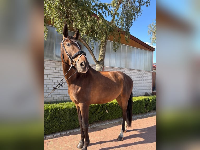 Hannoveriano Caballo castrado 6 años 180 cm Castaño in Wedemark