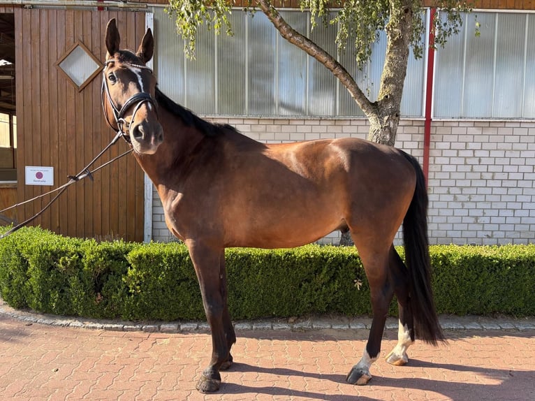 Hannoveriano Caballo castrado 6 años 180 cm Castaño in Wedemark
