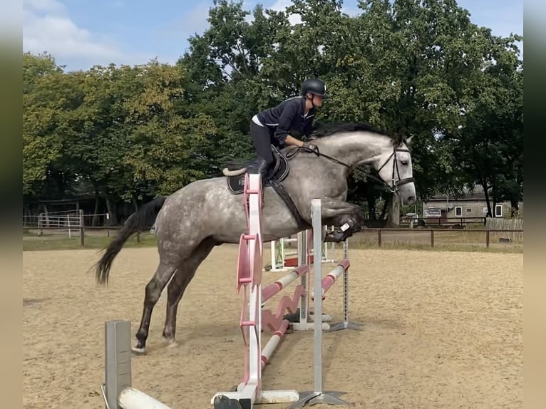 Hannoveriano Caballo castrado 6 años 180 cm Tordo in Schneverdingen