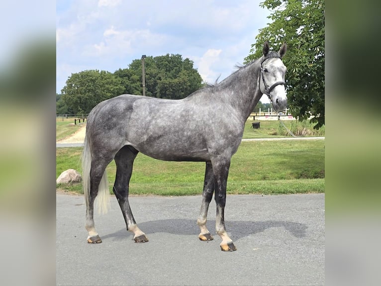 Hannoveriano Caballo castrado 6 años 180 cm Tordo rodado in Altenberge