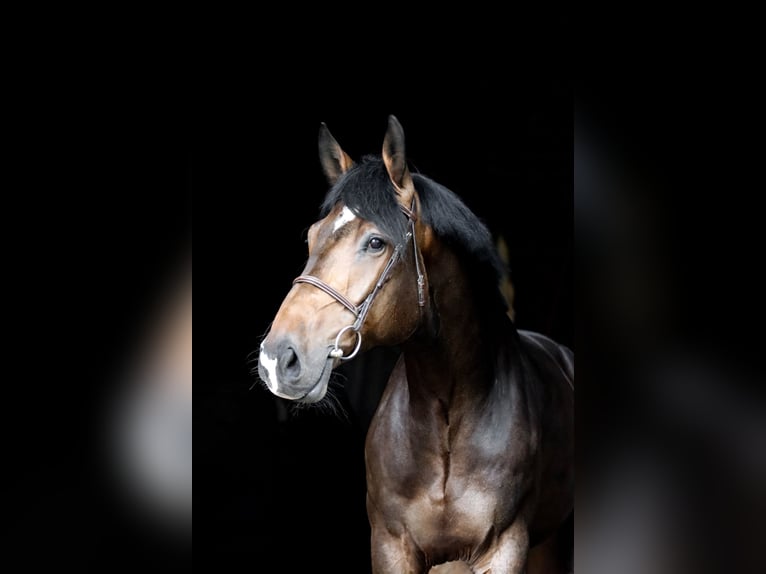 Hannoveriano Caballo castrado 6 años 185 cm Castaño oscuro in Breitenbach am Herzberg