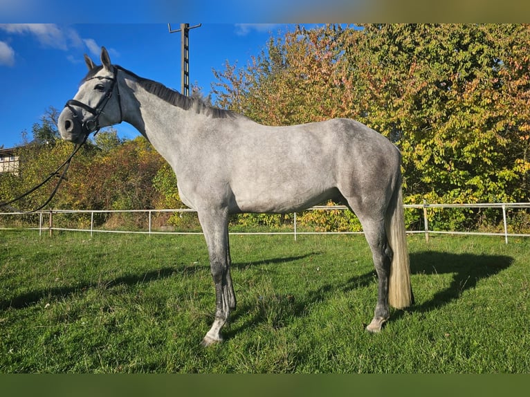 Hannoveriano Caballo castrado 6 años 185 cm Tordo in Heringen Hannoveriano Caballo castrado 6 años 185 cm Tordo in Heringen