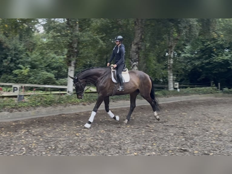 Hannoveriano Caballo castrado 6 años 186 cm Castaño in Hellwege