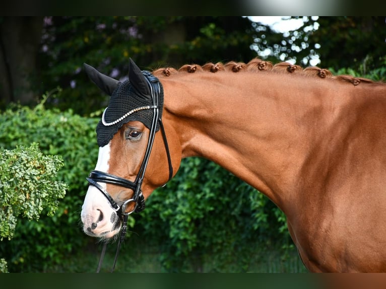 Hannoveriano Caballo castrado 6 años Alazán in Ebersdorf