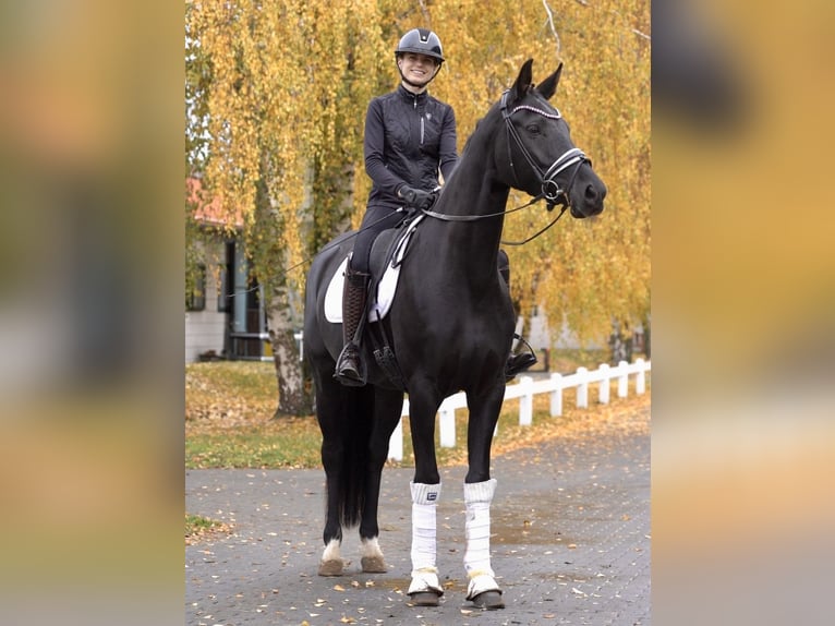 Hannoveriano Caballo castrado 6 años in Ostbevern