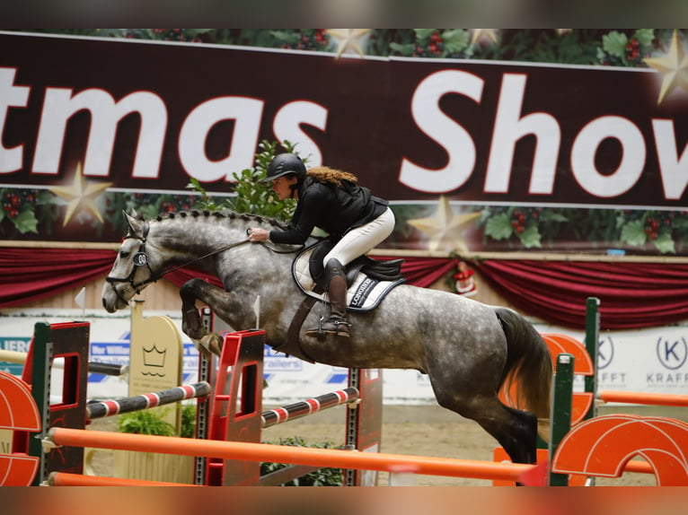 Hannoveriano Caballo castrado 6 años in Hornsyld