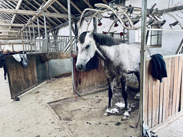 Hannoveriano Caballo castrado 6 años in Hornsyld