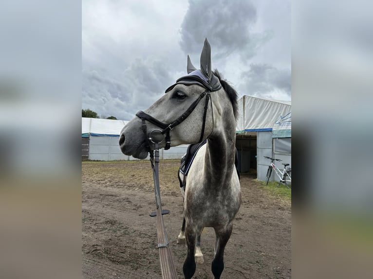 Hannoveriano Caballo castrado 6 años in Hornsyld