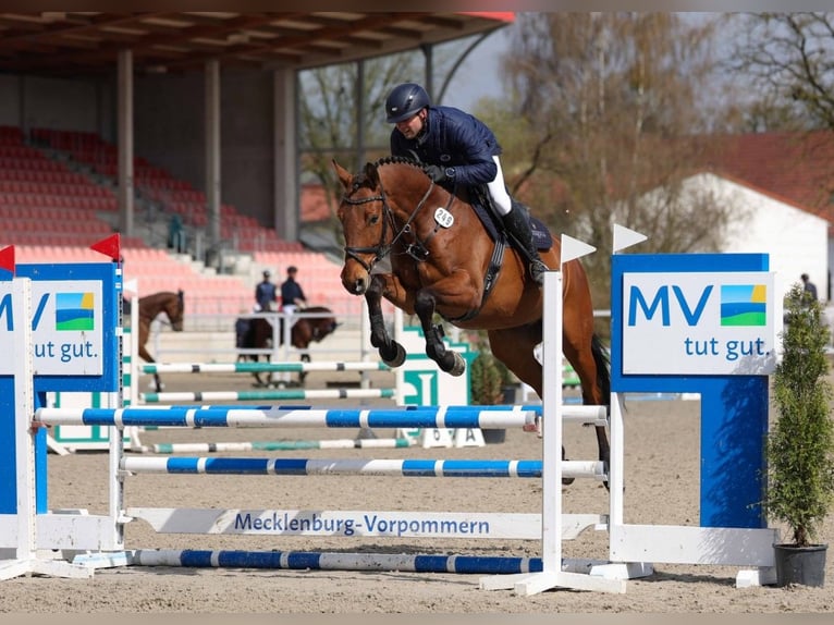 Hannoveriano Caballo castrado 6 años Castaño in Gomadingen