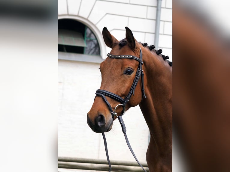 Hannoveriano Caballo castrado 6 años Castaño in Gomadingen