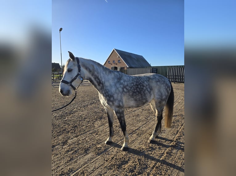 Hannoveriano Caballo castrado 7 años 158 cm Tordo rodado in Ostrhauderfehn
