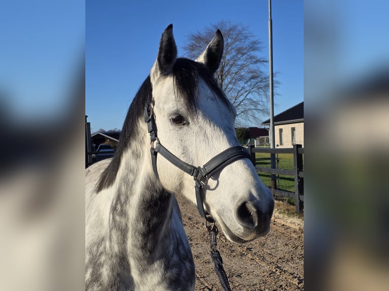 Hannoveriano Caballo castrado 7 años 158 cm Tordo rodado in Ostrhauderfehn