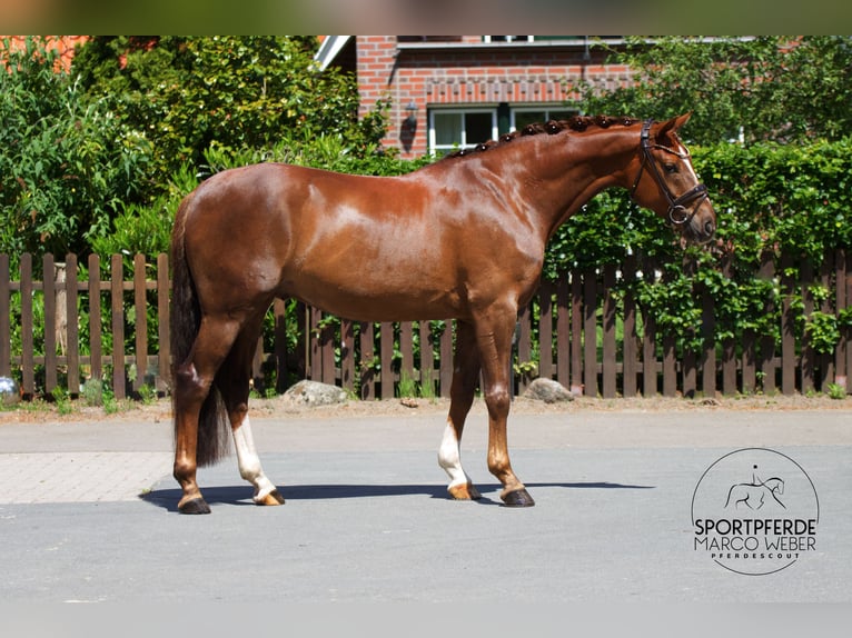 Hannoveriano Caballo castrado 7 años 160 cm Alazán-tostado in Dötlingen