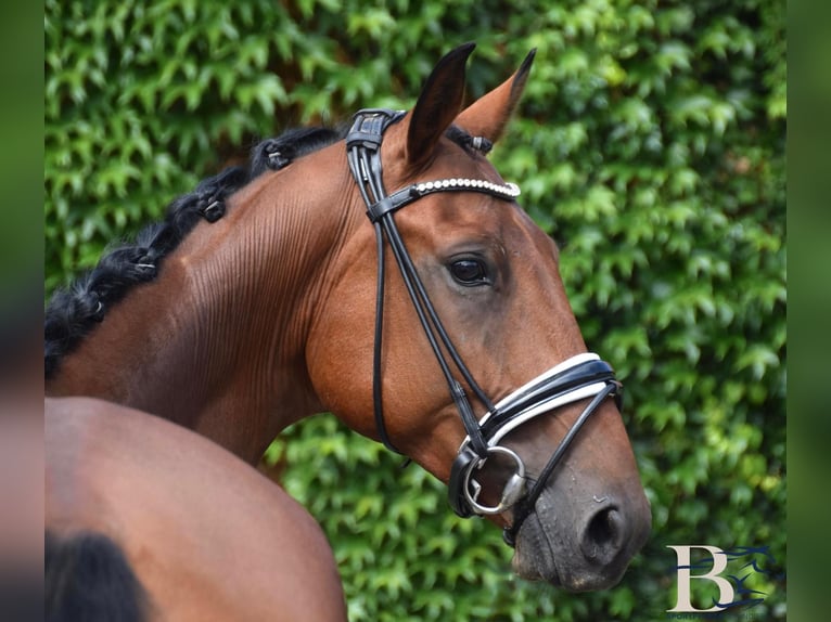 Hannoveriano Caballo castrado 7 años 163 cm Castaño in Osnabrück