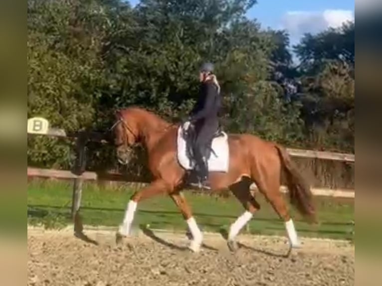 Hannoveriano Caballo castrado 7 años 164 cm Alazán in Harpstedt