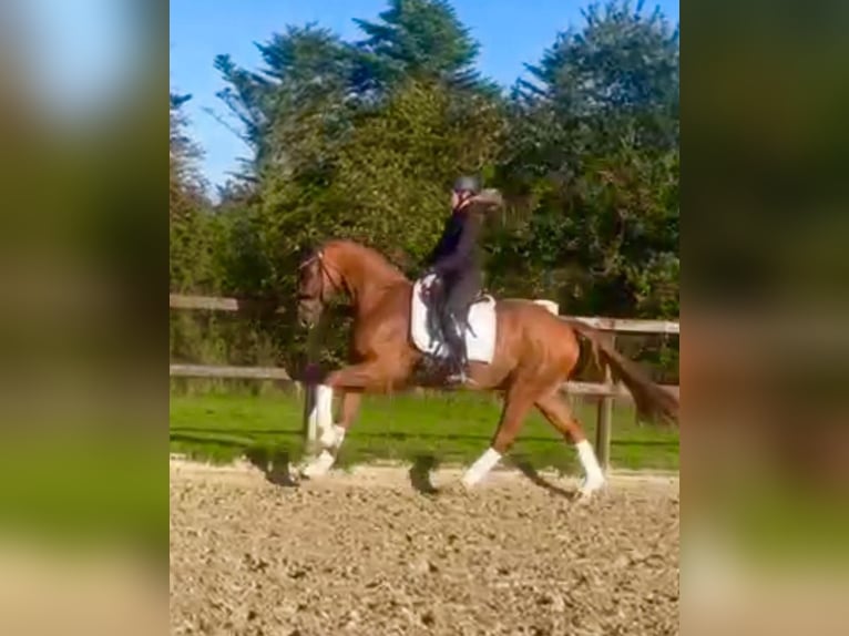 Hannoveriano Caballo castrado 7 años 164 cm Alazán in Harpstedt