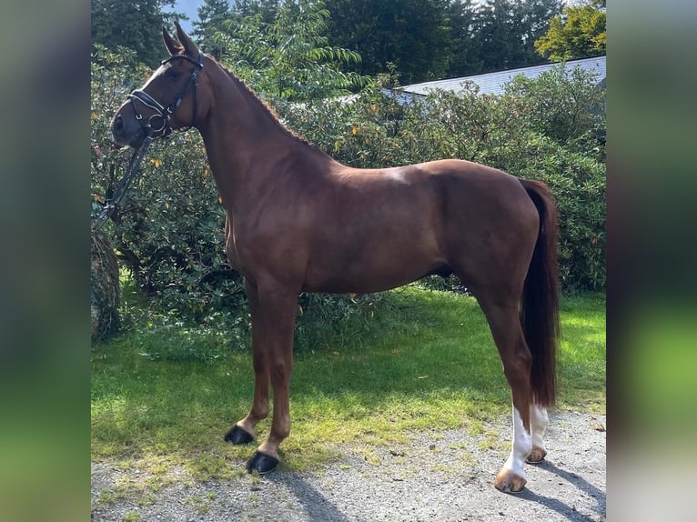 Hannoveriano Caballo castrado 7 años 164 cm Alazán in Armstorf