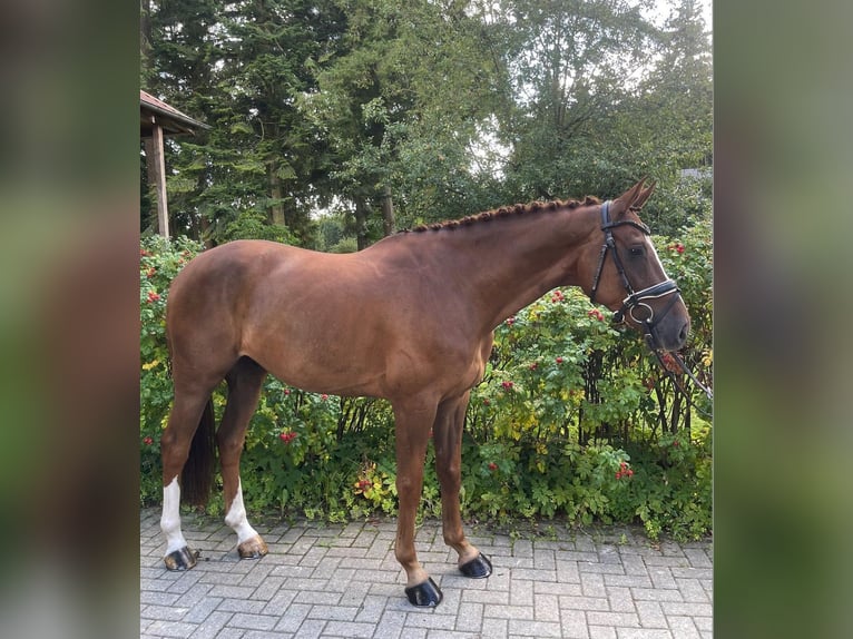 Hannoveriano Caballo castrado 7 años 164 cm Alazán in Armstorf