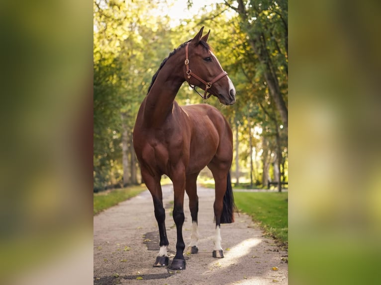 Hannoveriano Caballo castrado 7 años 164 cm Castaño in Moormerland