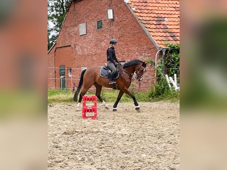 Hannoveriano Caballo castrado 7 años 164 cm Castaño in Moormerland