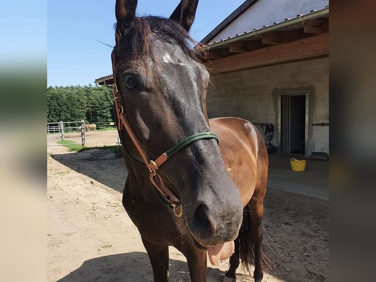 Hannoveriano Caballo castrado 7 años 164 cm Negro in Heroldsbach