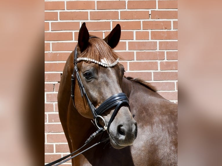 Hannoveriano Caballo castrado 7 años 165 cm Alazán in Bomlitz