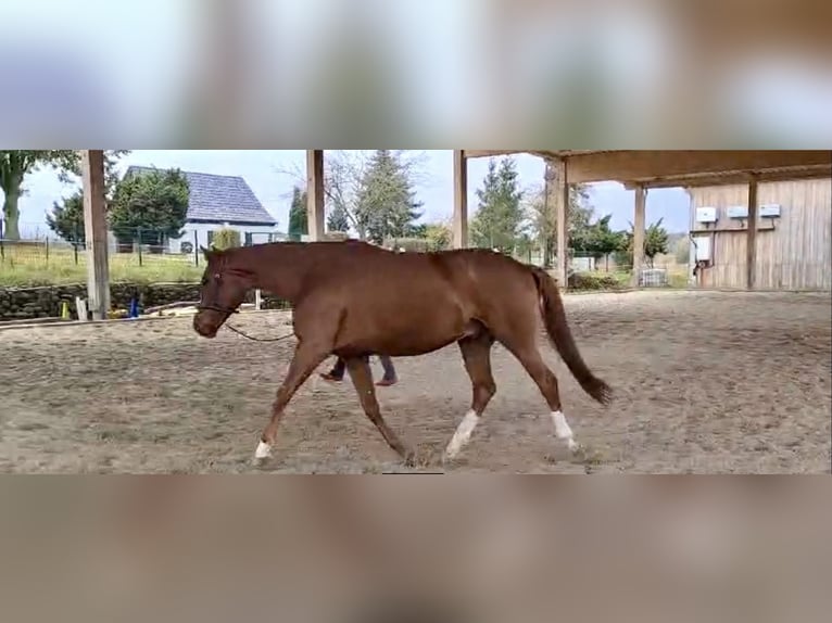 Hannoveriano Caballo castrado 7 años 165 cm Alazán in Dolle