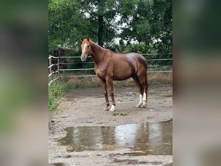 Hannoveriano Caballo castrado 7 años 165 cm Alazán in Dolle