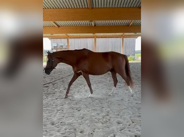 Hannoveriano Caballo castrado 7 años 165 cm Alazán in Dolle