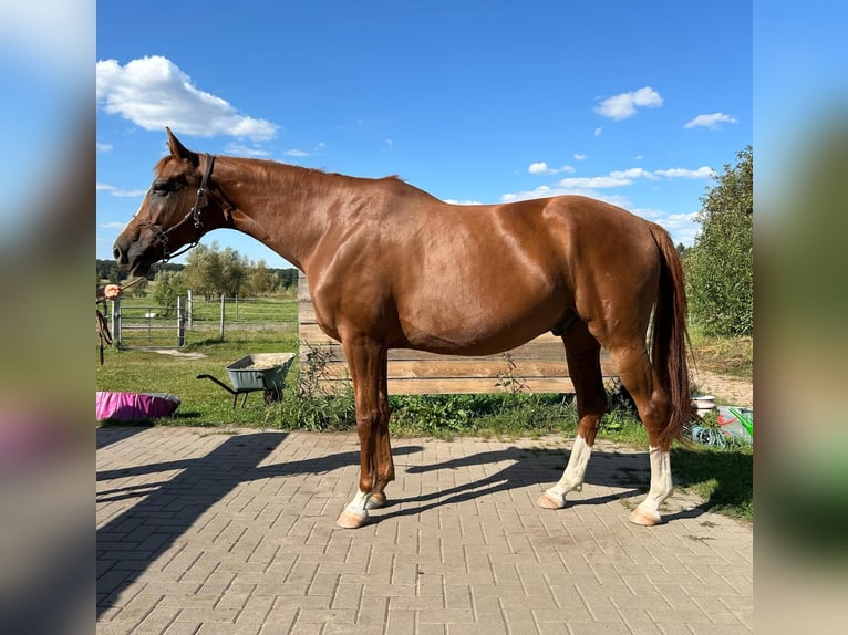 Hannoveriano Caballo castrado 7 años 165 cm Alazán in Dolle