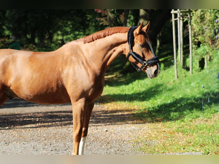 Hannoveriano Caballo castrado 7 años 165 cm Alazán in Darmstadt