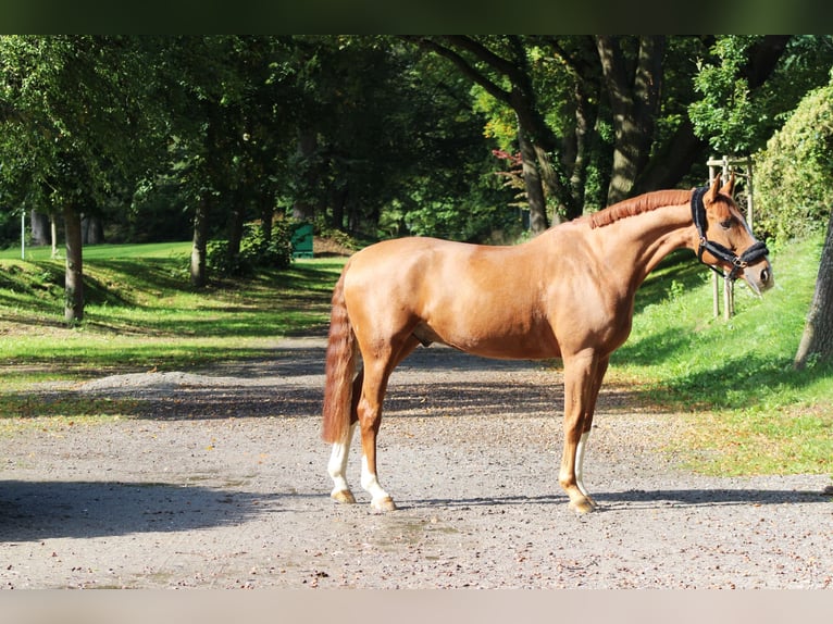 Hannoveriano Caballo castrado 7 años 165 cm Alazán in Darmstadt