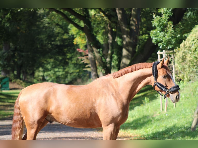 Hannoveriano Caballo castrado 7 años 165 cm Alazán in Darmstadt