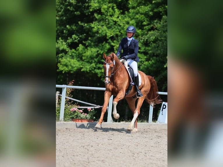 Hannoveriano Caballo castrado 7 años 165 cm Alazán in Darmstadt