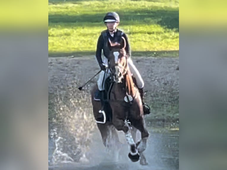 Hannoveriano Caballo castrado 7 años 165 cm Alazán in Darmstadt