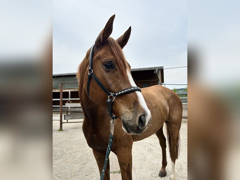 Hannoveriano Caballo castrado 7 años 165 cm Alazán in Schorndorf