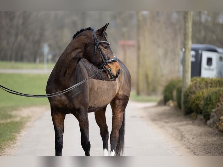 Hannoveriano Caballo castrado 7 años 165 cm Castaño in Schmelz
