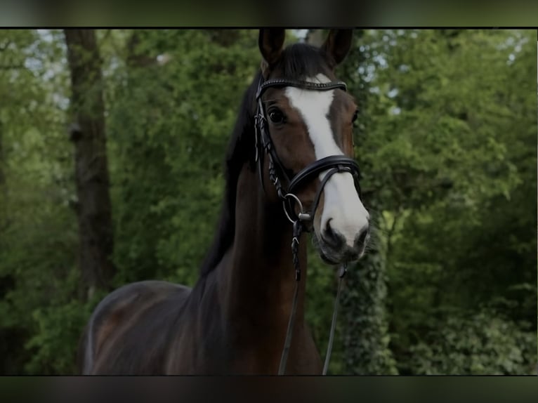 Hannoveriano Caballo castrado 7 años 165 cm Morcillo in Lengerich