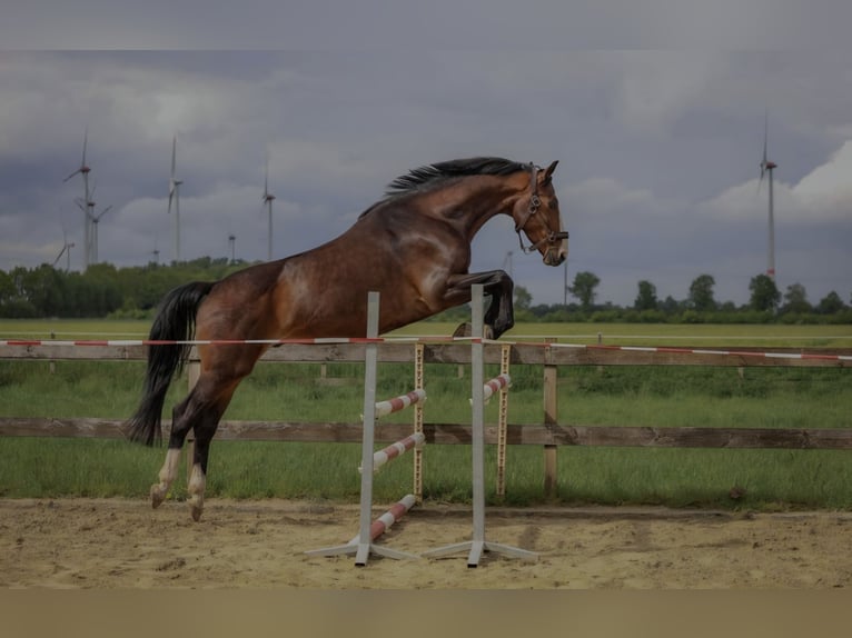 Hannoveriano Caballo castrado 7 años 165 cm Morcillo in Lengerich