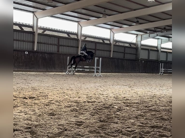 Hannoveriano Caballo castrado 7 años 166 cm Castaño in Schmelz