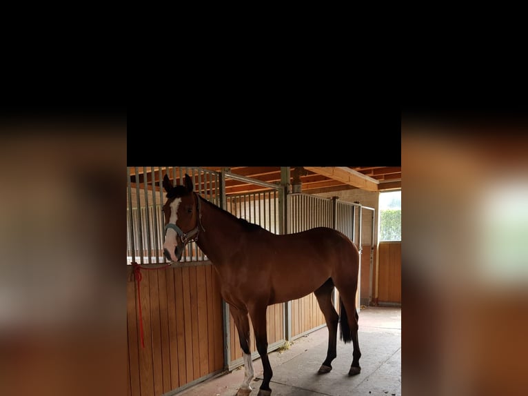 Hannoveriano Caballo castrado 7 años 166 cm Castaño in Sursee