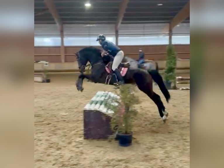 Hannoveriano Caballo castrado 7 años 166 cm Castaño oscuro in Altusried