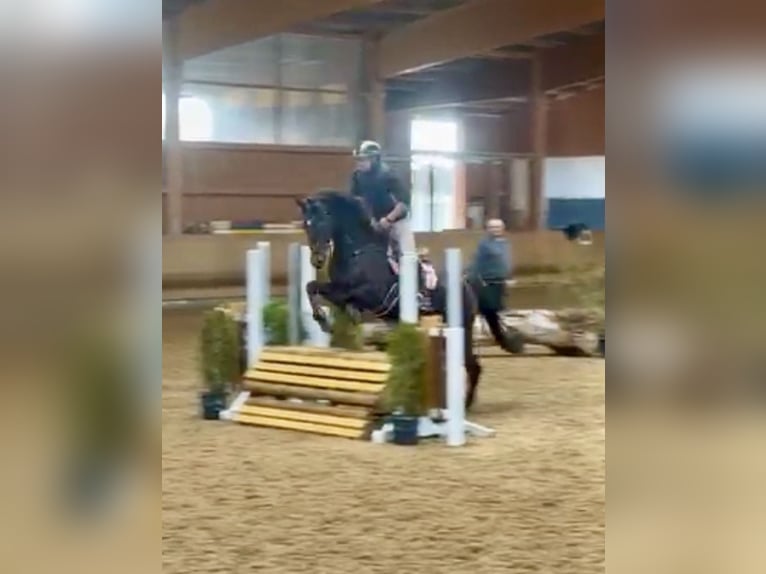 Hannoveriano Caballo castrado 7 años 166 cm Castaño oscuro in Altusried