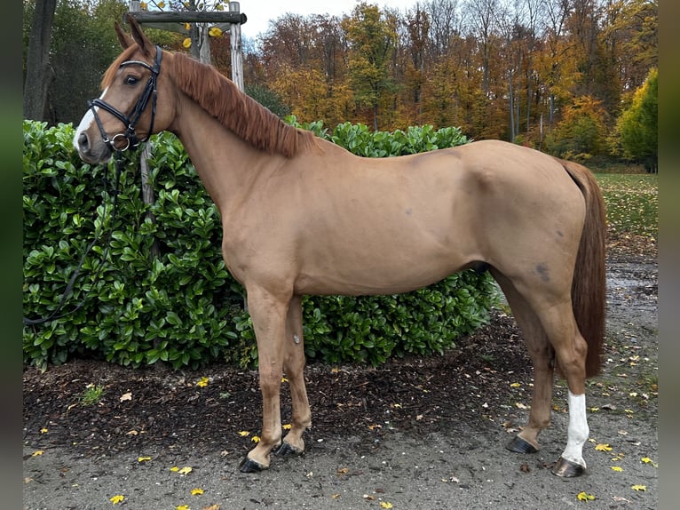 Hannoveriano Caballo castrado 7 años 167 cm Alazán in Darmstadt