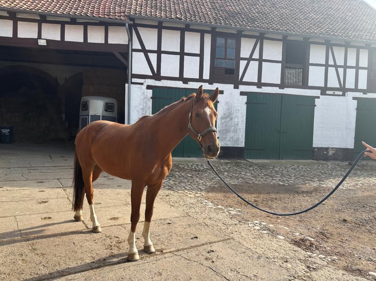 Hannoveriano Caballo castrado 7 años 167 cm Alazán in Rohrsheim