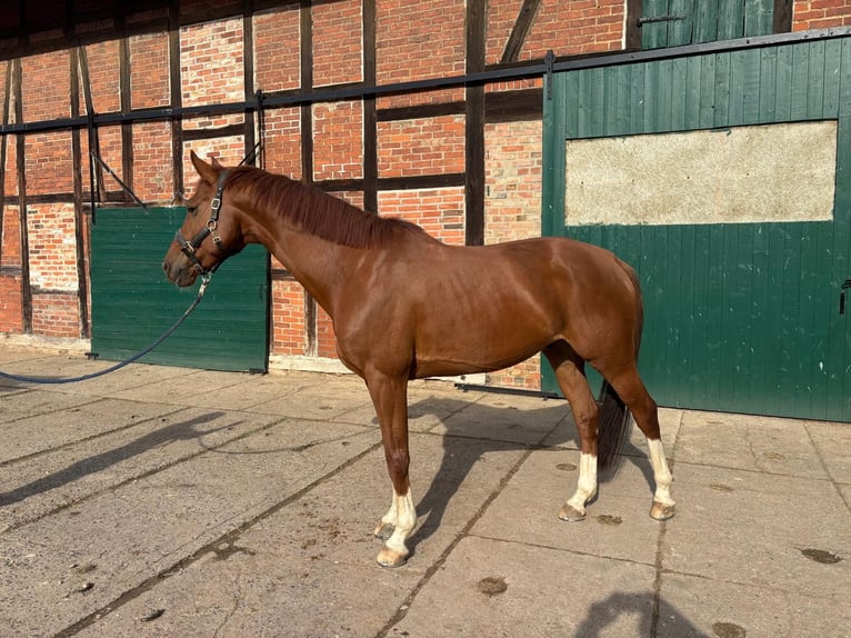 Hannoveriano Caballo castrado 7 años 167 cm Alazán in Rohrsheim
