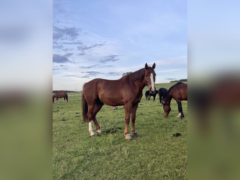 Hannoveriano Caballo castrado 7 años 167 cm Alazán-tostado in Marktoberdorf